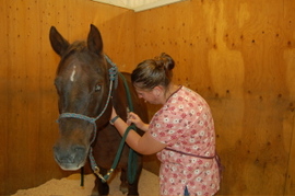 Honey_blood_draw_sept_25