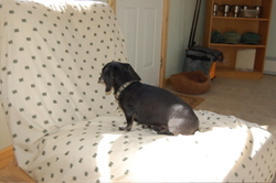 Oscar_not_participating