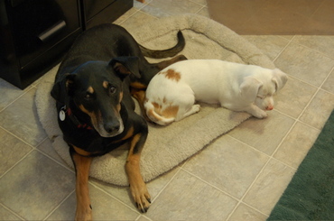 Dolly_and_baron_october_2 Dolly_and_baron_october_2