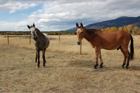 Scout_and_roy_2_oct_4 Scout_and_roy_2_oct_4