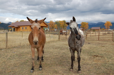 Scout_and_roy_oct_4 Scout_and_roy_oct_4