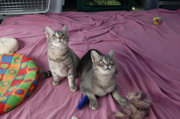 Tibby_and_fibby_oct_22