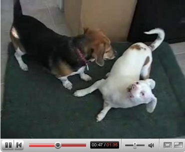 Widget_vs_baron_part_2