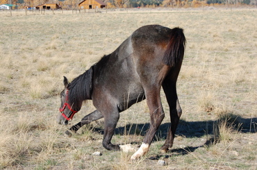 Brynn_eating_on_pasture