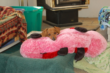 Daisy_with_mr_caterpillar_again