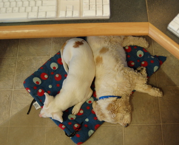 Ellie_may_and_baron_under_desk