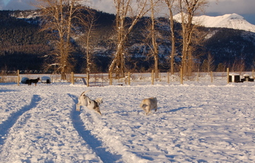 Emmy_lou_bounding_after_dusty