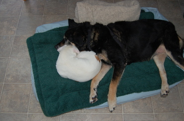 Baron_curled_up_with_dillon