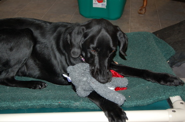 Birdie_with_lambiedoodle Birdie_with_lambiedoodle