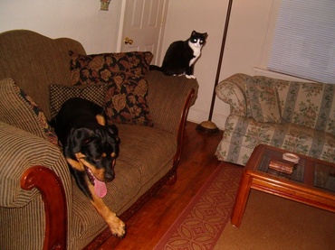 Buddy_the_rottie