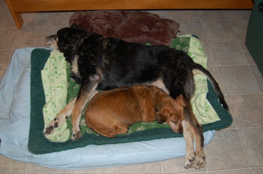 Dillon_with_callie_sleeping