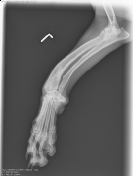 Trooper_left_leg_2_4 Trooper_left_leg_2_4