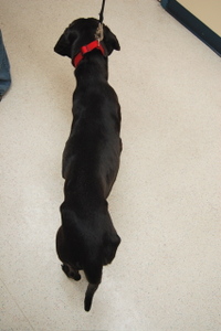 Trooper_top_view Trooper_top_view