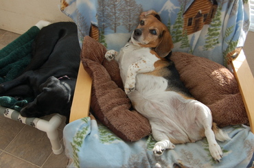 Widget_looking_decadent