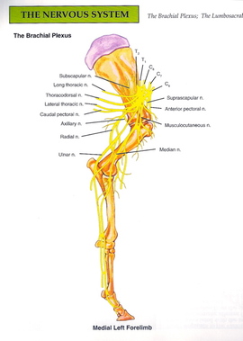 Brachial_plexus_graphic