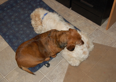 Callie_grooming_ellie_may