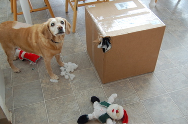 Goldie_standing_next_to_box