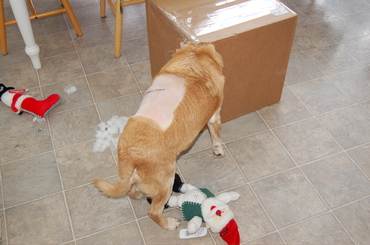 Goldie_with_head_in_box