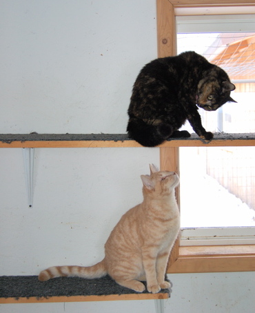 Herbie_and_honey_girl_1 Herbie_and_honey_girl_1