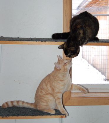 Herbie_and_honey_girl_3 Herbie_and_honey_girl_3