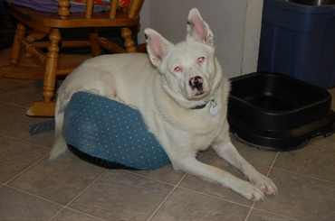 Spinner_in_small_bed