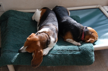 Beagle_bookends_1