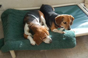Beagle_bookends_2