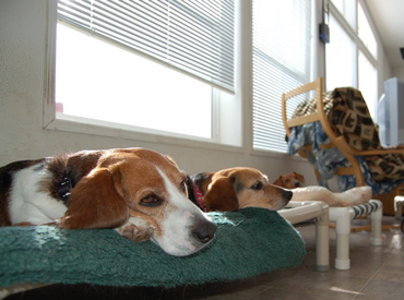 Beagle_bookends_3