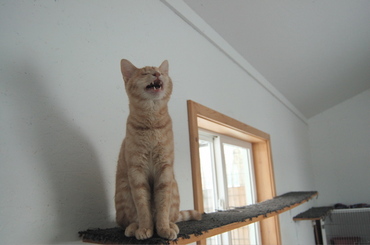 Herbie_singing_on_shelf