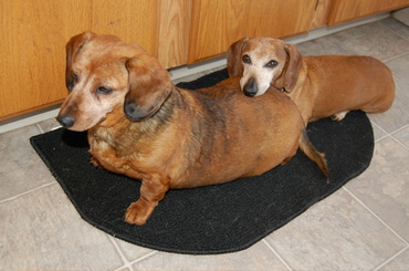 Bailey_and_callie Bailey_and_callie