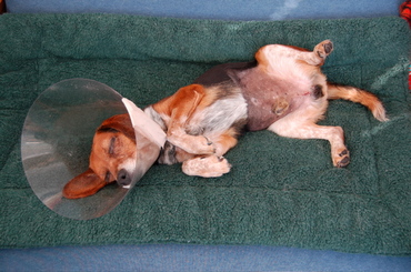 Briggs_home_from_surgery