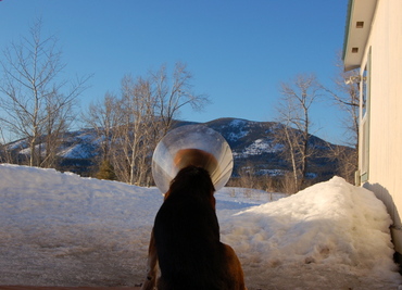 Briggs_staring_at_ovando_mountain