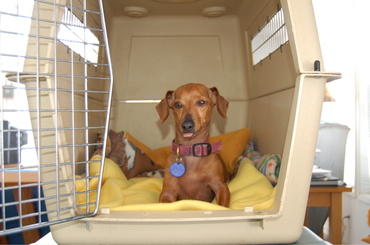 Daisy_in_crate_2 Daisy_in_crate_2