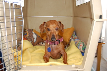 Daisy_in_crate_march_13 Daisy_in_crate_march_13