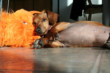 Daisy_sleeping_on_mr_orangutan Daisy_sleeping_on_mr_orangutan