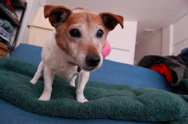 Duchess_on_couch_2 Duchess_on_couch_2