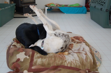 Emmy_lou_and_zephyr_wrestling Emmy_lou_and_zephyr_wrestling