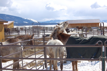 Gaudalupe_with_rocky_2