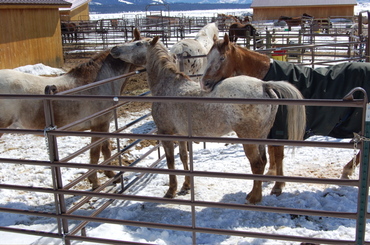 Guadalupe_with_hawk_1