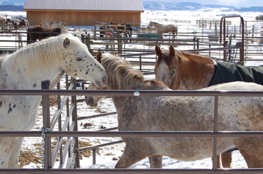 Guadalupe_with_rocky_1