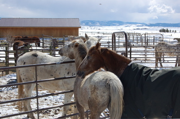 Guadalupe_with_rocky_3_2