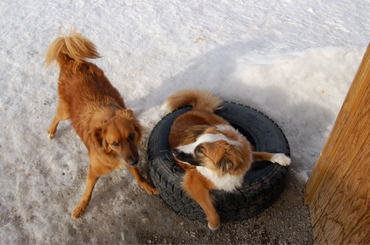 Noodle_in_tire_with_soba