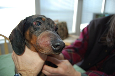 Twist_with_swollen_face