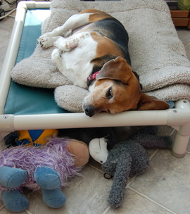 Widget_sleeping_march_17_2