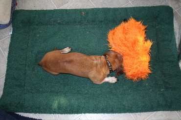 Bailey_wearing_mr_orangutan