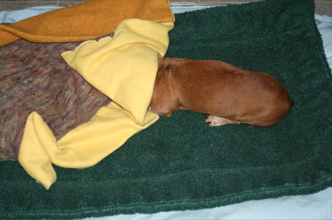 Bailey_with_head_under_blanket
