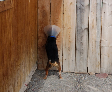 Briggs_at_fence_april_27