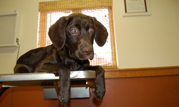 Creighton_on_exam_table