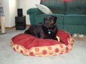 Levi_on_bed_at_lauras Levi_on_bed_at_lauras