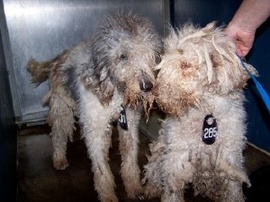 Molly_pris_in_shelter